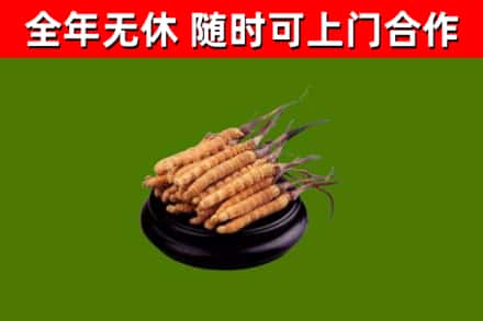 江南区回收散虫草