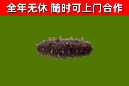 江南区回收海参干
